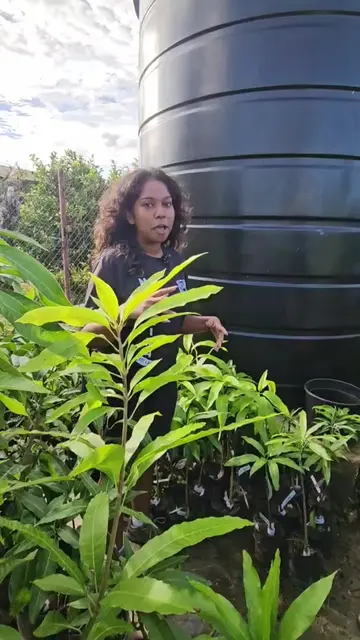 🥭 Whether you're planting your first mango tree or creating your dream orchard,