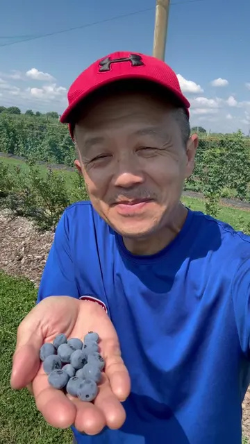 Blueberry နဲ့ Blackberry ခူးစားတဲ့ရာသီ #စိုက်ပျိုးရေး  #blueberry  #blackberry  