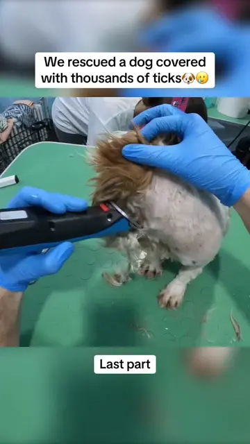 Sometimes the biggest transformations aren’t about how a dog looks… They’re abou
