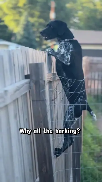 Why all the barking? Let me show you!!! #gsp #dogs #huntingdogs 