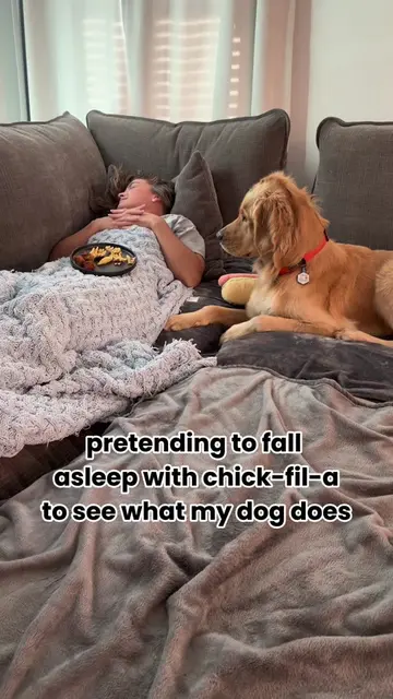 Whiskey lovesss chick fil a.. #dogsoftiktok #goldenretriever #funnydogs 