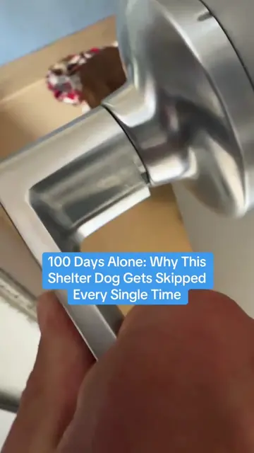 100 Days Alone: Why This Shelter Dog Gets Skipped Every Single Time