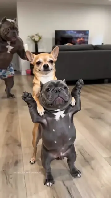 Chihuahua was laughing too loud and got his mouth stuffed with ice cream 🤣🍦 Ch
