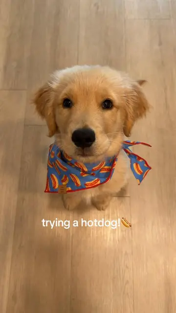 Happy #nationalhotdogday 🌭@portilloshotdogs I think this is his new favorite fo
