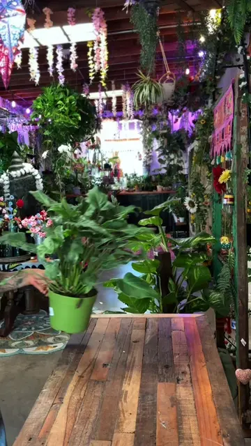 How to repot your plant without killing it… 😉 If your plant has outgrown its ho