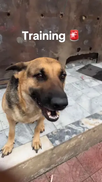You should train your dog like this🔥#lili #bella #training #ObedientDogs #ethio