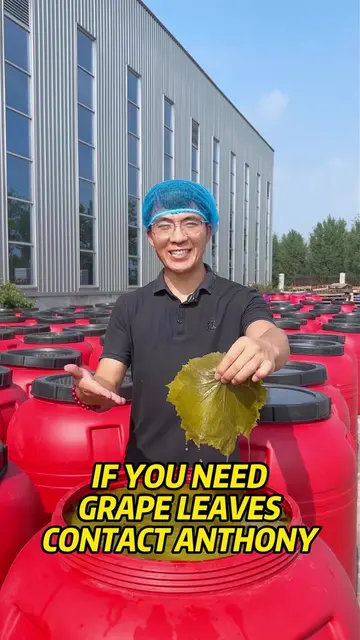 If you need grape leaves, please contact me.#grapeleaves #b2b #wholesale #source