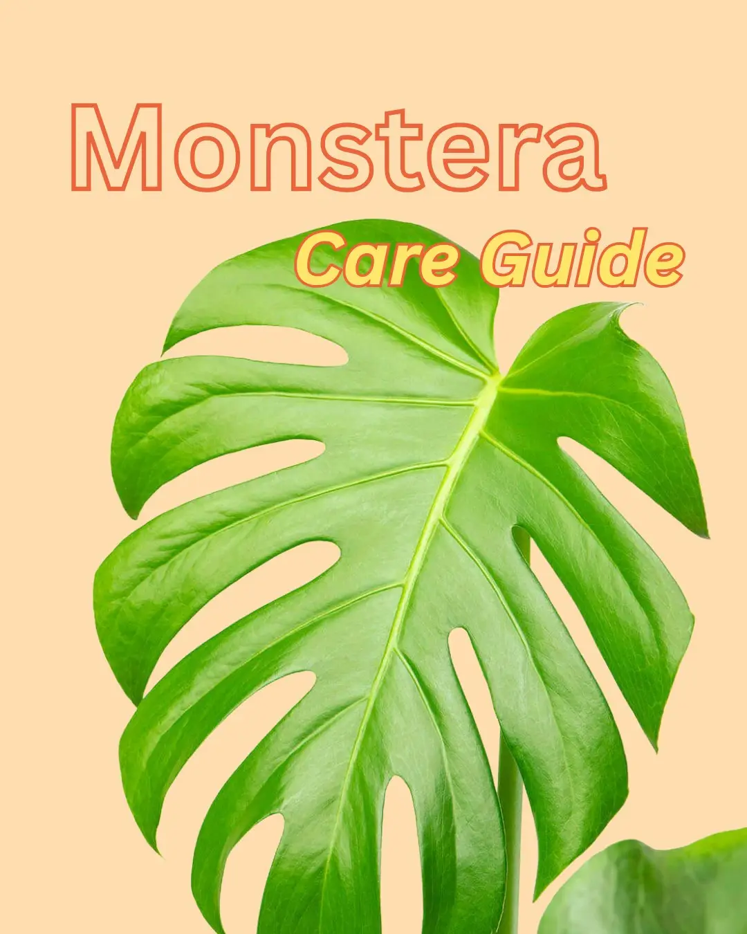 Want to keep your Monstera thriving? Swipe through for a few simple tips to help