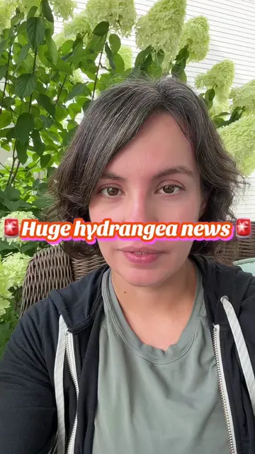 We are FINALLY getting access to a super exciting new variety of hydrangea in th