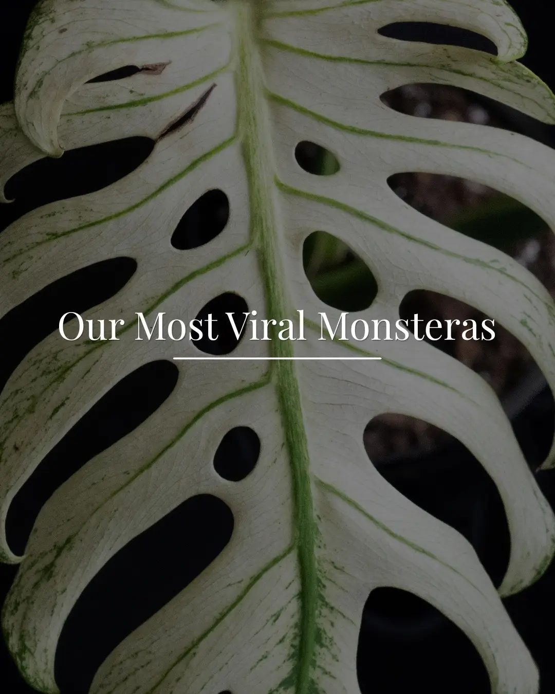 Which one are you after? 🌱 #rareplants #monstera #gardening #fypシ゚viral 