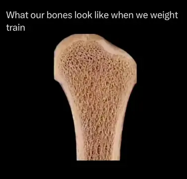What Your Bones Look Like After Lifting 💪 #fitness #Science #health #gym #fyp