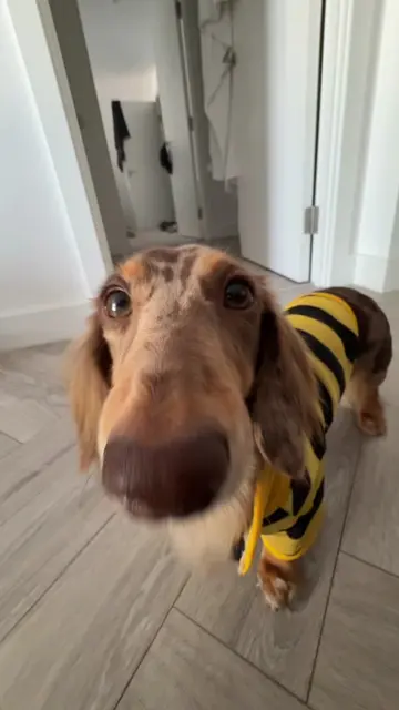 Pt. 5 🐝 #popipo #drool #miniaturedachshund #dogtok #fyp 