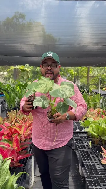 🚨 STOP SCROLLING, PLANT LOVERS! 🚨 The BIGGEST rare plant restock is happening 