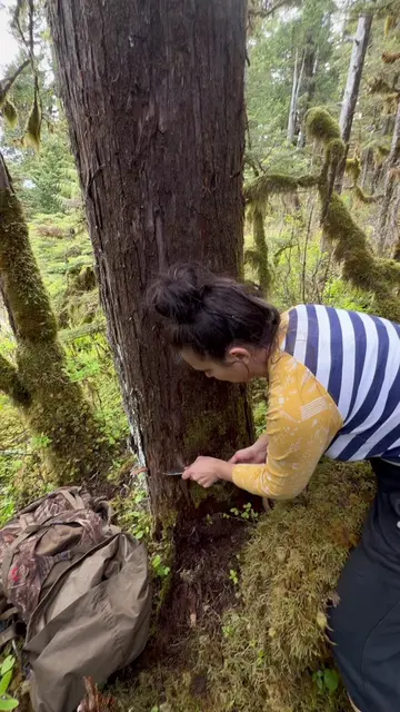 Every basket, hat, or piece of woven cedar begins long before the weaving ever s