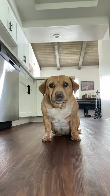 we had to do it again 🙈 who thinks cashew is a good dancer? (part 2) #ijustwann