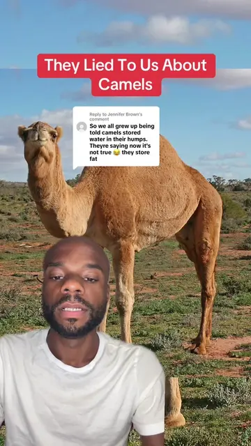 Replying to @Jennifer Brown Camels do not store water in their humps. #TyreakTol