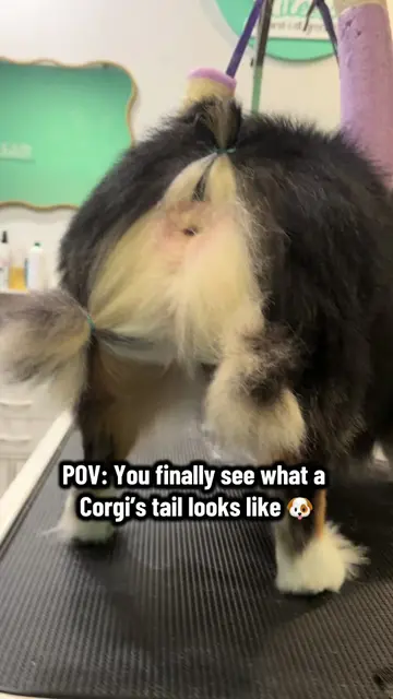 Do you use this technique too? 👀 . #corgi #corgisoftiktok #dogoftiktok #doggroo