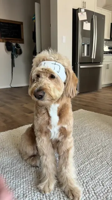 New skill unlocked 🐾🥋 #karate #dog #goldendoodle #funnydog 