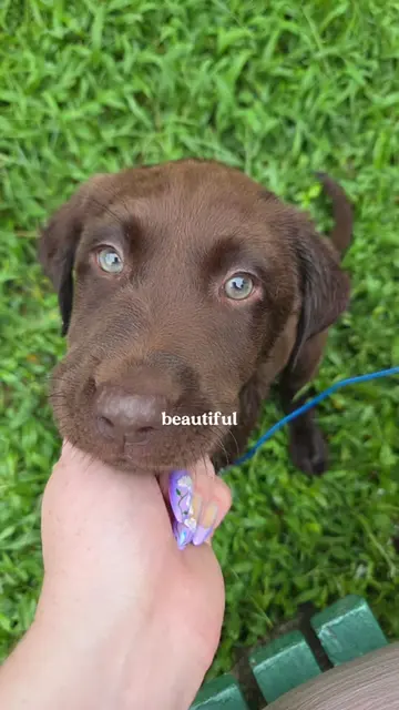 Puppy eyes and nose boops for everyone🧡🐾 