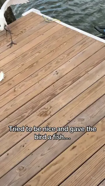 Can’t tell if he genuinely dropped it and is disappointed, or if he set him free
