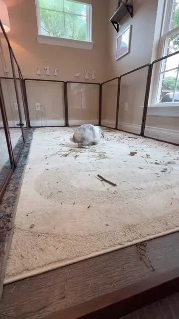 My first temper-tantrum was caught in 4k👀 #bunny #rabbit #babybunnybenji 