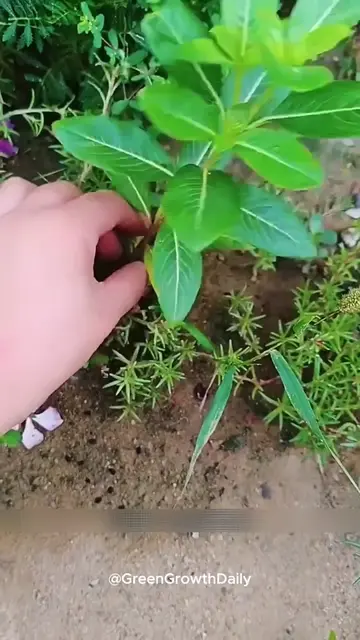 Why Your Periwinkle Isn't Reaching Its Full Potential. periwinkle flower vinca f
