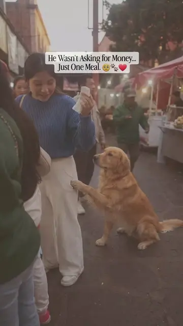 He hadn't eaten all day. He wasn't barking. He wasn't chasing anyone. He simply 