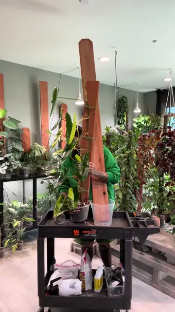 Philodendron variegated burle marx outgrew the 4 foot board so added it to a 6 f