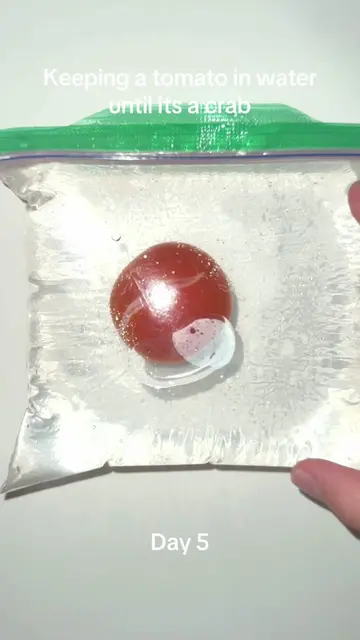 #pleasedontflop #sciencefun #viralchallenge #tomatoexperiment #tomatoinwater 
