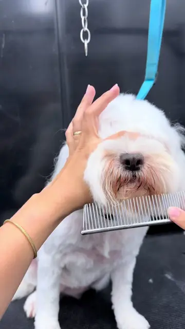 Fresh face for Princess❤️ #asmr #cavapoo #fyp #dogsoftiktok #doggrooming 