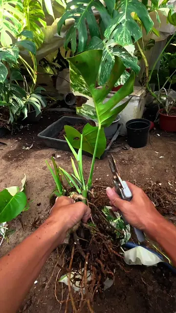 #plants #houseplants #plantslover #plantasdeinterior #monsteradeliciosa    