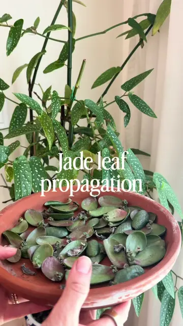 Plants are soo cool, what do you mean I can grow a whole new plant from a leaf �