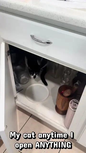 He was a TSA agent in another lifetime actually #cat #catsoftiktok #fyp #funny #