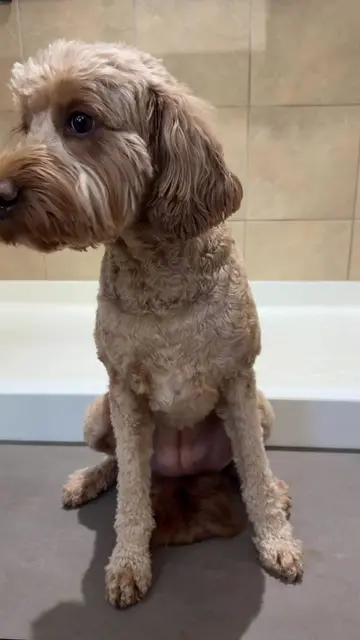Pancake came out of that bath looking like a whole new pup 💅🐾 Spa day with our