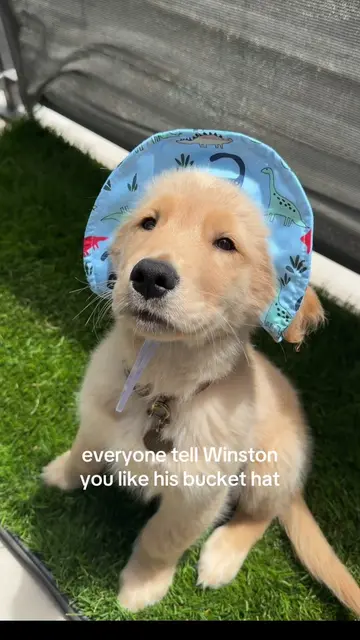 he is so very proud of his Dino bucket hat🦕 #buckethatseason 