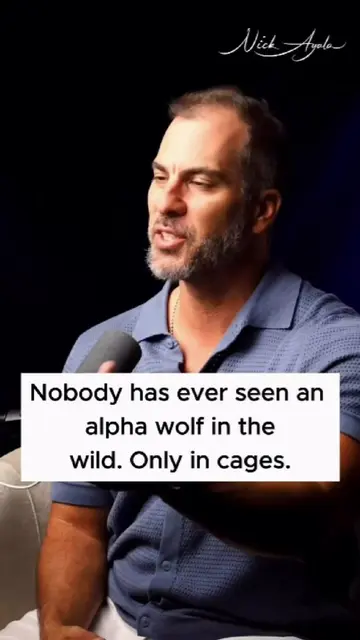 Nobody has ever seen an alpha wolf in the wild. Only in cages. The alpha wolf wa