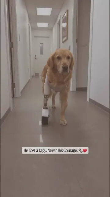 He may have lost a leg, but he never lost his will to keep moving. 🐾❤️ This bra