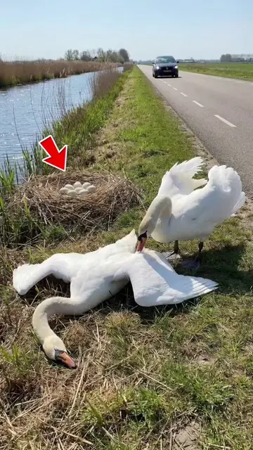 A man finds an injured swan by the side of the road and comes to its aid 🥹❤️#an
