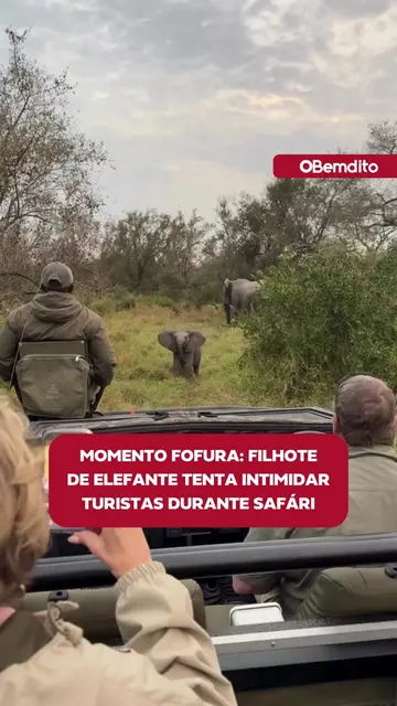 Os filhotes de elefante começam a aprender desde muito cedo como agir diante de 