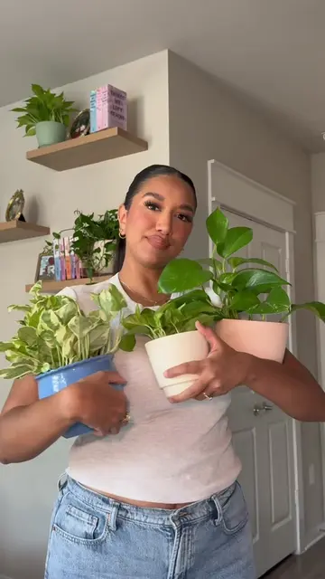 Ranking my pothos from least to most rare 🌿✨ Which one would you add to your co