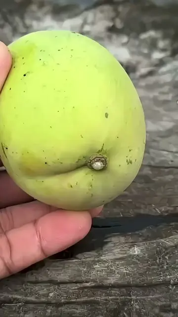 row mango from seed, how to grow mango tree from fruit, planting mango seed, man