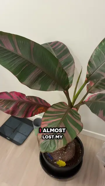 I’m stressed out by these spider mites but my pink banana plant is so unbothered
