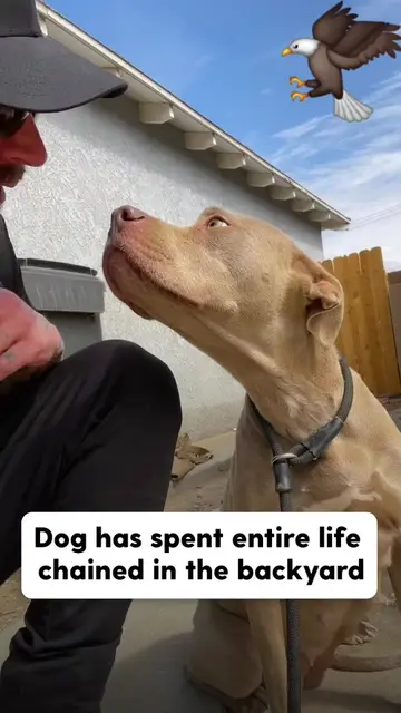 🐶🐾🙏Warning: this puppy might steal your heart 🐶❤️#CuteDogVideo #rescuedog #v