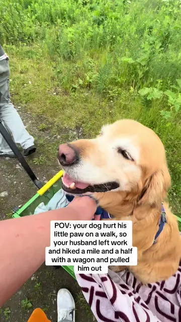 The princesa treatment ALWAYS! #dogmom #goldenretriever #husband  