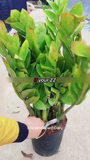 The Money Tree Secret Most Plant Owners Miss! money tree plant pachira aquatica 