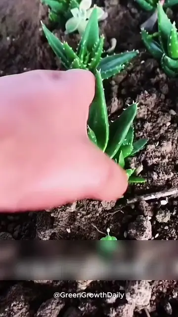 Why Your Aloe Vera Leaves Are Turning Soft? aloe vera plant aloe vera care aloe 