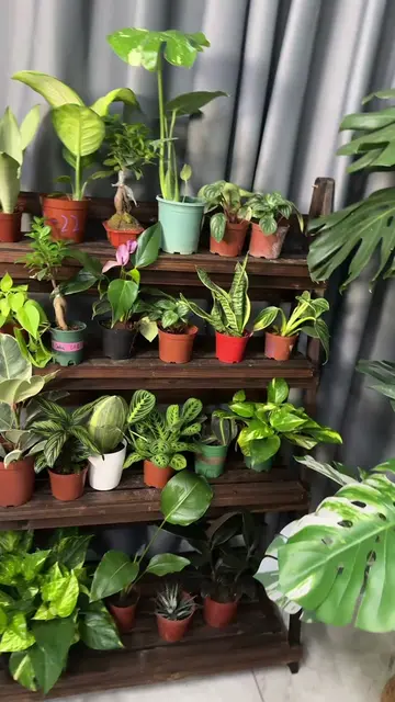 So many gorgeous plants for auction!#auctions #indoorplant #varigatedplants 