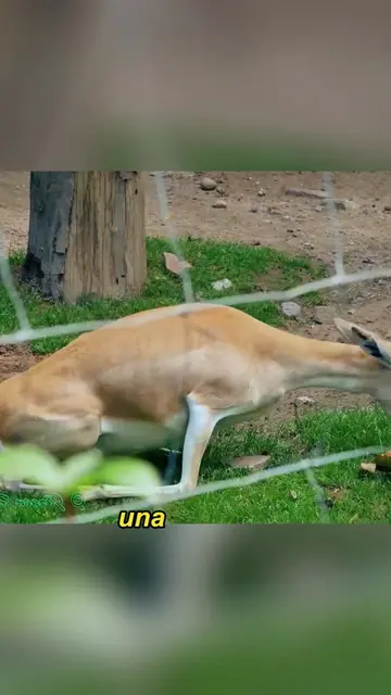 Antelope giving birth #animals #Foryou #Friendship #Us #fyp