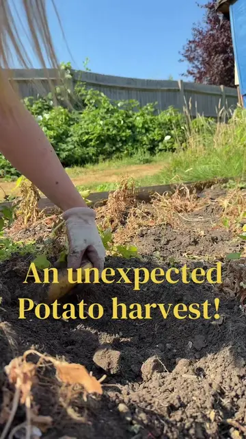Well I wasn’t expecting that!!  #allotment #potatoharvest #allotmentgarden #allo