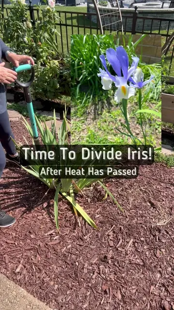 You can divide Iris after they bloom. I would prefer you to wait until after any
